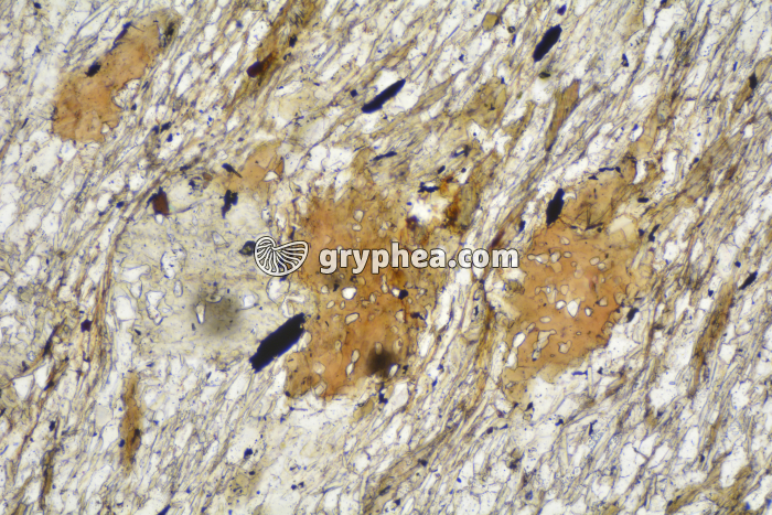 Micaschiste à cordiérite LPNA x40 - gryphea.com